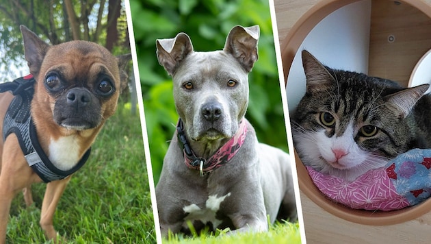 Nicht nur die Hunde Benni und Safira sowie Kater Tony Soprano suchen einen schönen Platz zum ...