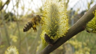 Fleißige Bienen schwirren durch die Luft – aber nicht alle Rassen sind erlaubt!