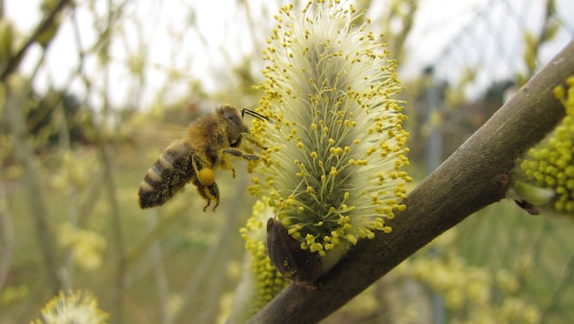 Fleißige Bienen schwirren durch die Luft – aber nicht alle Rassen sind erlaubt!