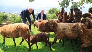Schafe und andere Weidetiere sind für Wölfe beliebte Beute, immer wieder kommt es zu Rissen.