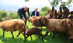 Schafe und andere Weidetiere sind für Wölfe beliebte Beute, immer wieder kommt es zu Rissen.