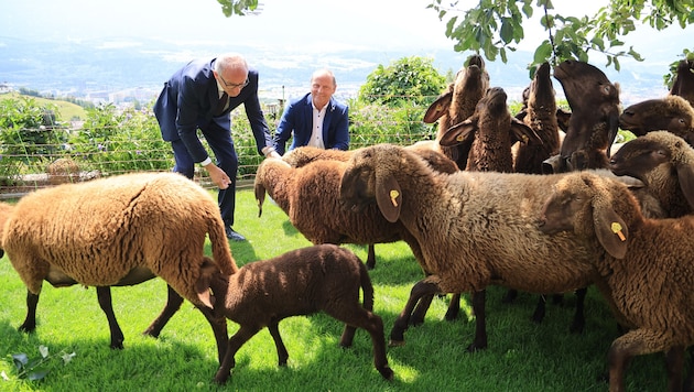 Schafe und andere Weidetiere sind für Wölfe beliebte Beute, immer wieder kommt es zu Rissen.