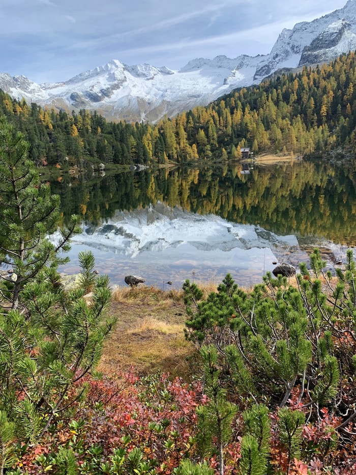 Reedsee