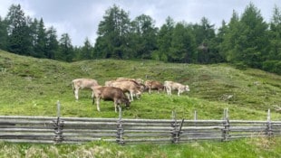 Idyllische Almromantik trifft mit der Rückkehr des Wolfes auf viele Mythen.