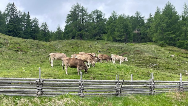 Idyllische Almromantik trifft mit der Rückkehr des Wolfes auf viele Mythen.