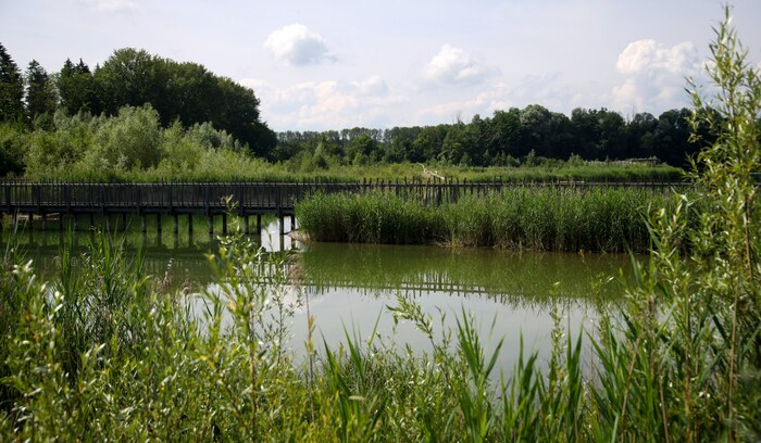 Antheringer und Weitwörther Au werden zum „Naturpark Salzachauen“. Dieser soll neben dem Schutz ...