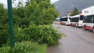 Dieser kleine Busch war der Grund für den Notruf eines Passanten, der Alarm schlug, dass ein ...