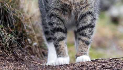 Schreckliches Katzendrama in Tirol.