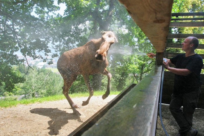 Auch die Elche im Alpenzoo freuen sich über eine kalte Dusche.