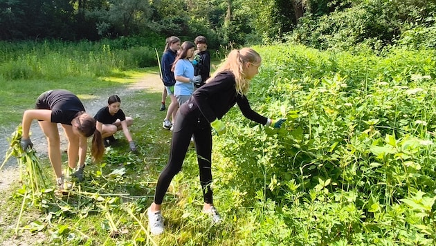 Die Junggärtner waren viele Stunden in der Natur im Einsatz.