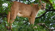 Die Katze dürfte aufgrund diverser Umstände auf dem Video einfach größer gewirkt haben ...