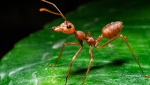 Die kleinen, aber sehr aggressiven Ameisen vertilgen eine Vielzahl anderer Insekten. 