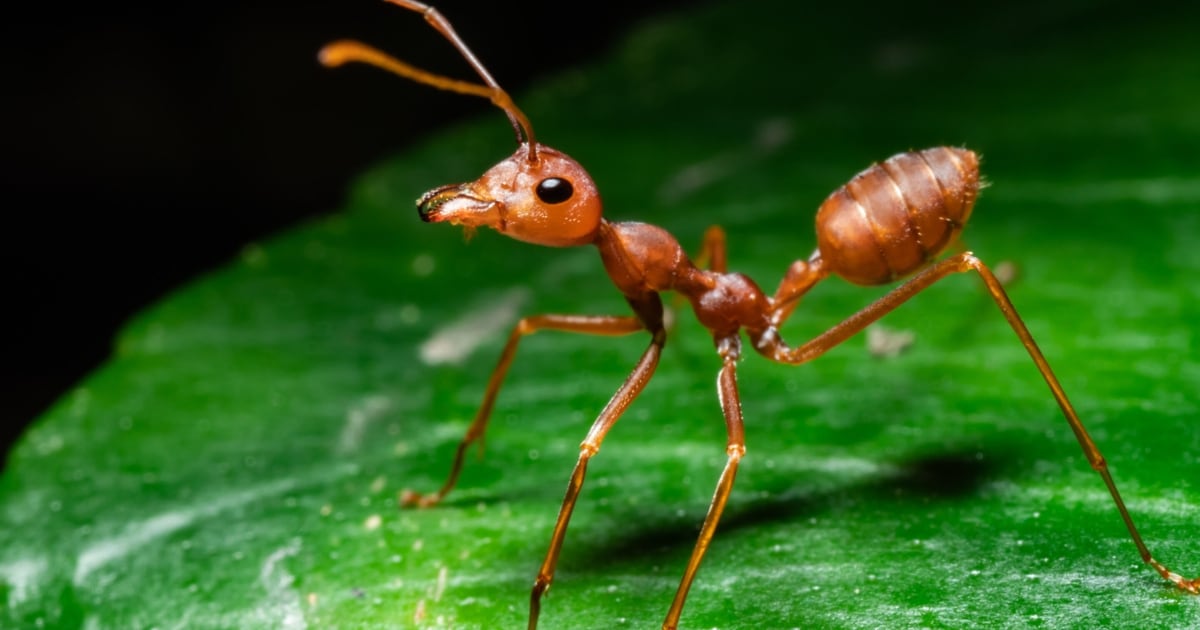 EU in concern – aggressive red fire ant in the rise