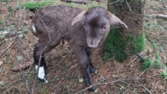 Einsam und verlassen wurde das Baby-Schaf im Wald gefunden.