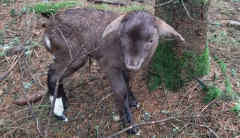 Einsam und verlassen wurde das Baby-Schaf im Wald gefunden.
