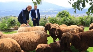 Landeshauptmann Anton Mattle verteidigt die Haltung des Landes Tirol in der Wolfsfrage.