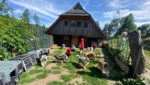 Die Collies in ihrer neuen Heimat.