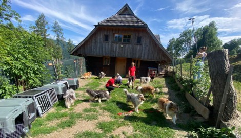Die Collies in ihrer neuen Heimat.