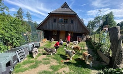 Die Collies in ihrer neuen Heimat.