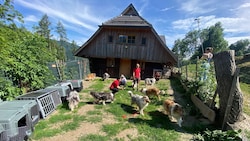 Die Collies in ihrer neuen Heimat.