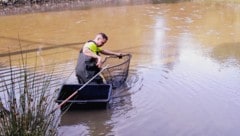 Die Fische wurden behutsam aus dem Teich gefischt.