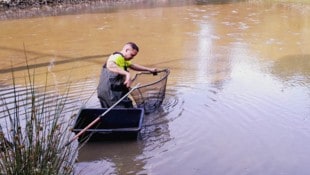 Die Fische wurden behutsam aus dem Teich gefischt.
