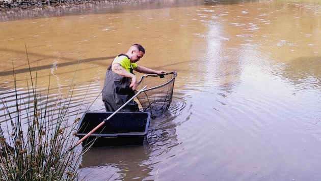 Die Fische wurden behutsam aus dem Teich gefischt.