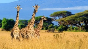 Vergleichsweise wenig erforscht – aber bereits eine bedrohte Tierart: Giraffen, quasi ...