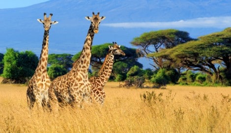 Vergleichsweise wenig erforscht – aber bereits eine bedrohte Tierart: Giraffen, quasi ...