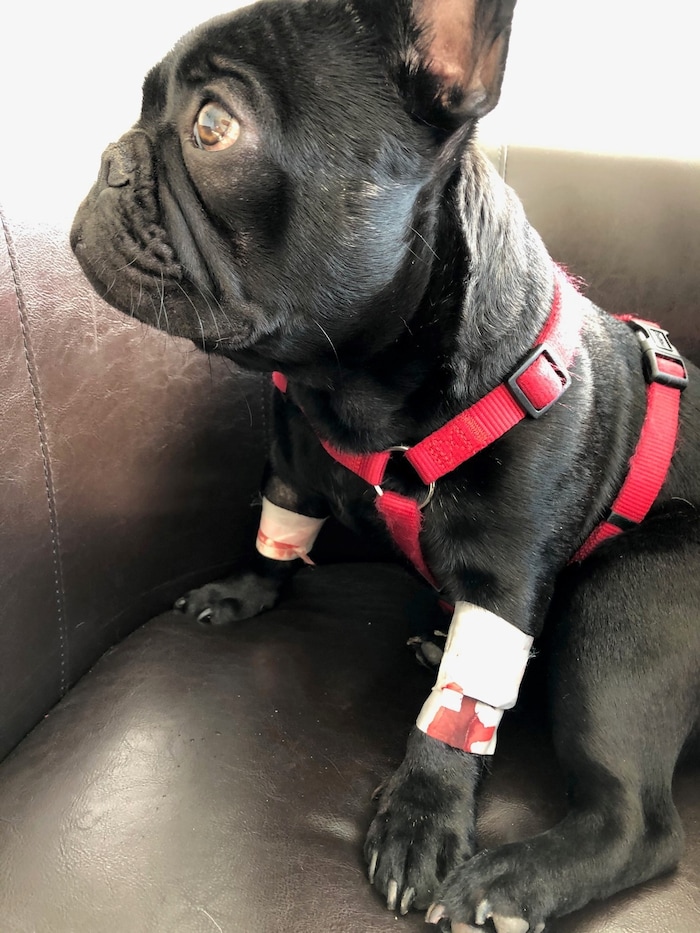 Gezüchtet, um ein fragwürdiges Schönheitsideal zu erfüllen. Hund „Vigo“ bekam kaum Luft und ...