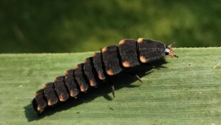 Das Leuchten der Glühwürmchen lockt in lauen Sommernächten Partner an