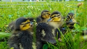 Die Feuerwehren Leoben Stadt und Göss retteten elf kleine Enten.