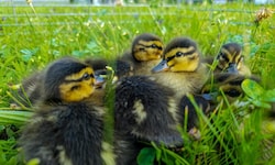 Die Feuerwehren Leoben Stadt und Göss retteten elf kleine Enten.