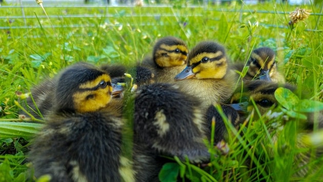 Die Feuerwehren Leoben Stadt und Göss retteten elf kleine Enten.