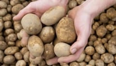 In Russland sind Kartoffeln und Zwiebeln ausgegangen, obwohl das Land die größten Anbauflächen ...