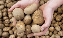 In Russland sind Kartoffeln und Zwiebeln ausgegangen, obwohl das Land die größten Anbauflächen ...
