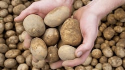 In Russland sind Kartoffeln und Zwiebeln ausgegangen, obwohl das Land die größten Anbauflächen ...