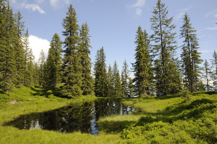 Die Wanderung zum Feldalphorn führt vorbei an wundervollen Moorseen.