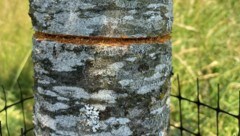 Bei 22 Obstbäumen wurde die Rinde durchtrennt.