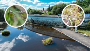 Schrems will sich 2026 als international seltene Wetland City bewerben.