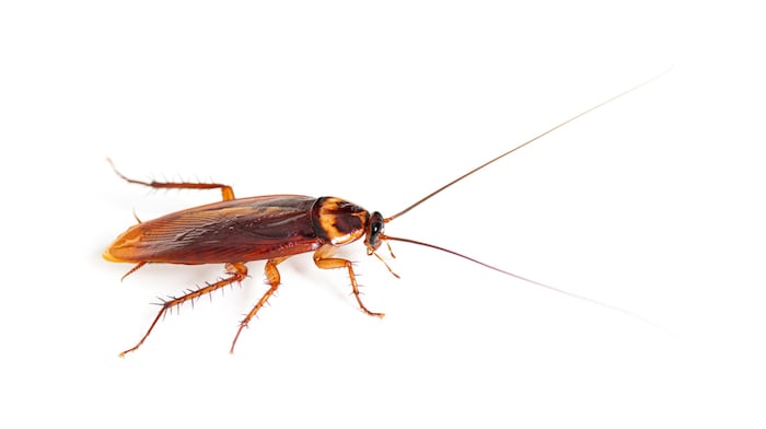 Die großen Kakerlaken stammen ursprünglich aus Afrika, sind aber mittlerweile weitverbreitet.