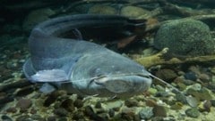 Welse, insbesondere der Europäische Wels (Silurus glanis), können bis zu drei Meter lang und 150 ...