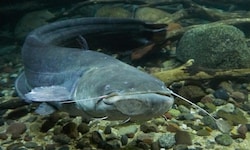 Welse, insbesondere der Europäische Wels (Silurus glanis), können bis zu drei Meter lang und 150 ...