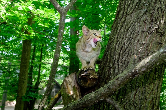 Wildkatze im Naturpark Thayatal