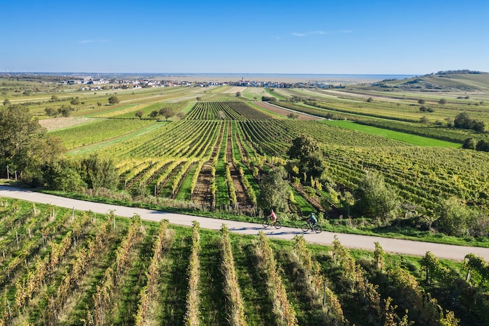 Von der Blüte zur Frucht – und das bei einem traumhaften Ausblick über den Neusiedler See. Das ...