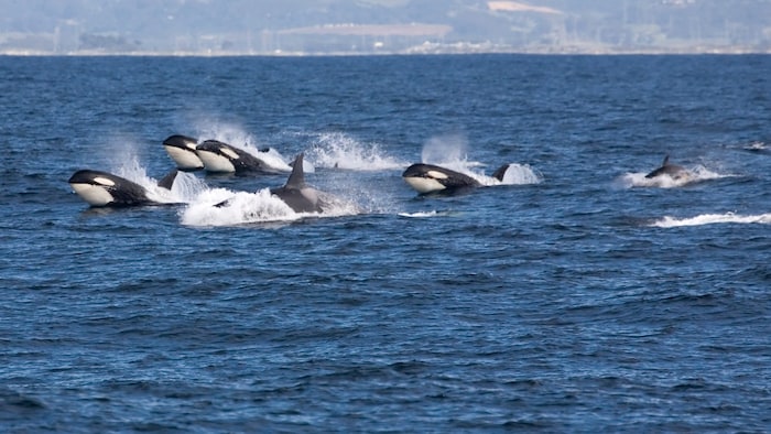Orcas sind intelligente und soziale Tiere