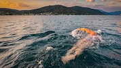 Schafft der ehemalige Wasserballprofi Bernhard Hengl die 64 Kilometer von Bodman nach Bregenz?
