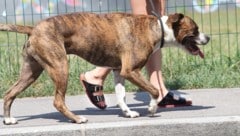 Bei brütender Hitze wird der Spaziergang für viele Hunde zur Tortur.