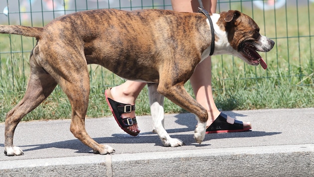 Bei brütender Hitze wird der Spaziergang für viele Hunde zur Tortur.