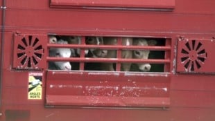 Die Recherche deckt auf, dass die Transportdauer – wie so oft – deutlich überschritten wurde. 